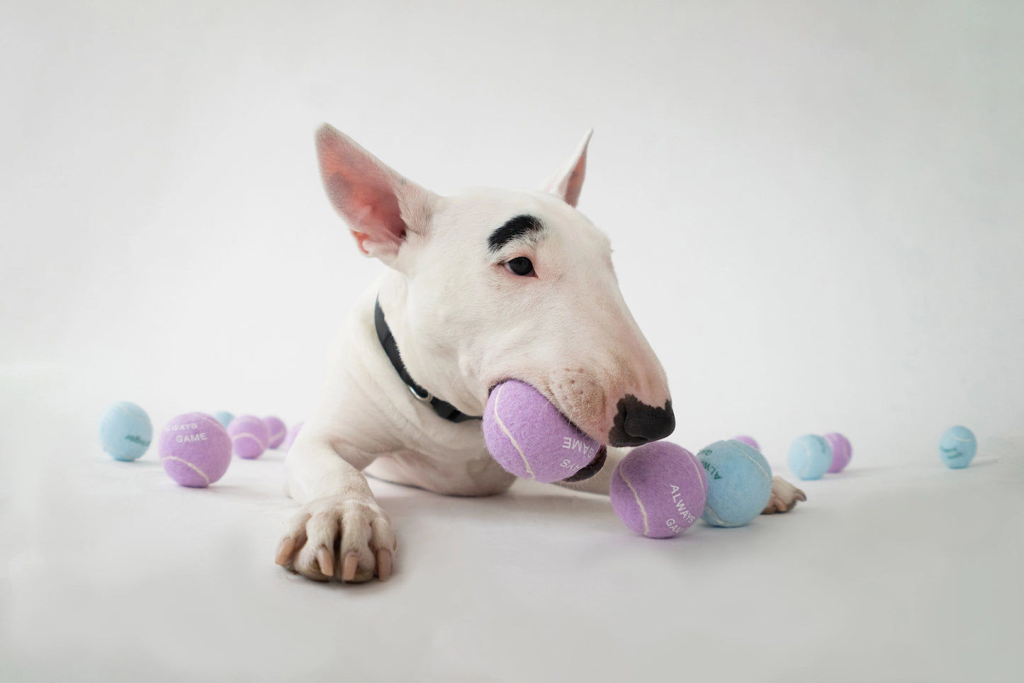 Dog Tennis Balls Assorted Pack of 4 (Case of 6)