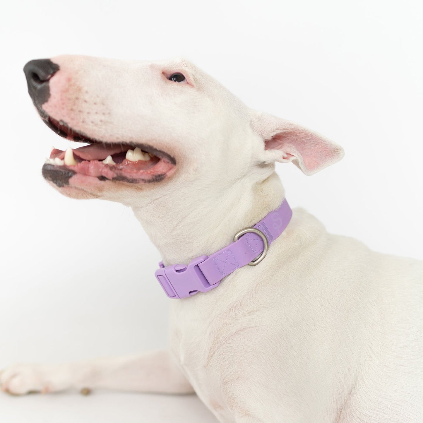 ACE-Dog Collar (Case of 4)