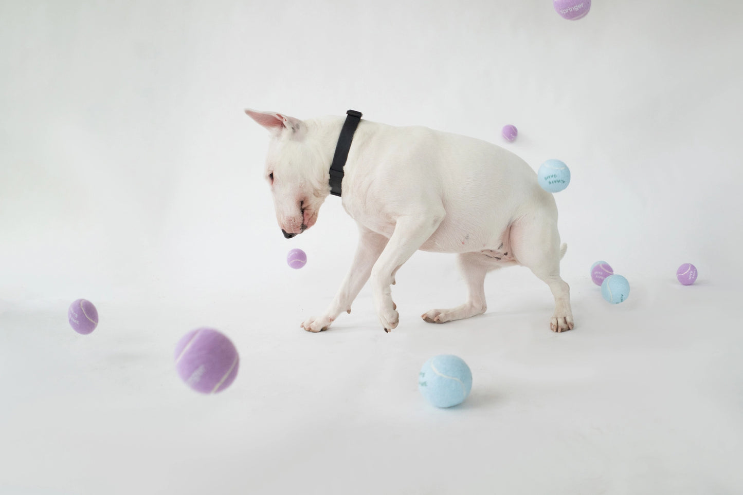 Dog Tennis Balls Assorted Pack of 4 (Case of 6)