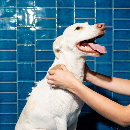 Nourishing Dog Shampoo Bar (Case of 6)