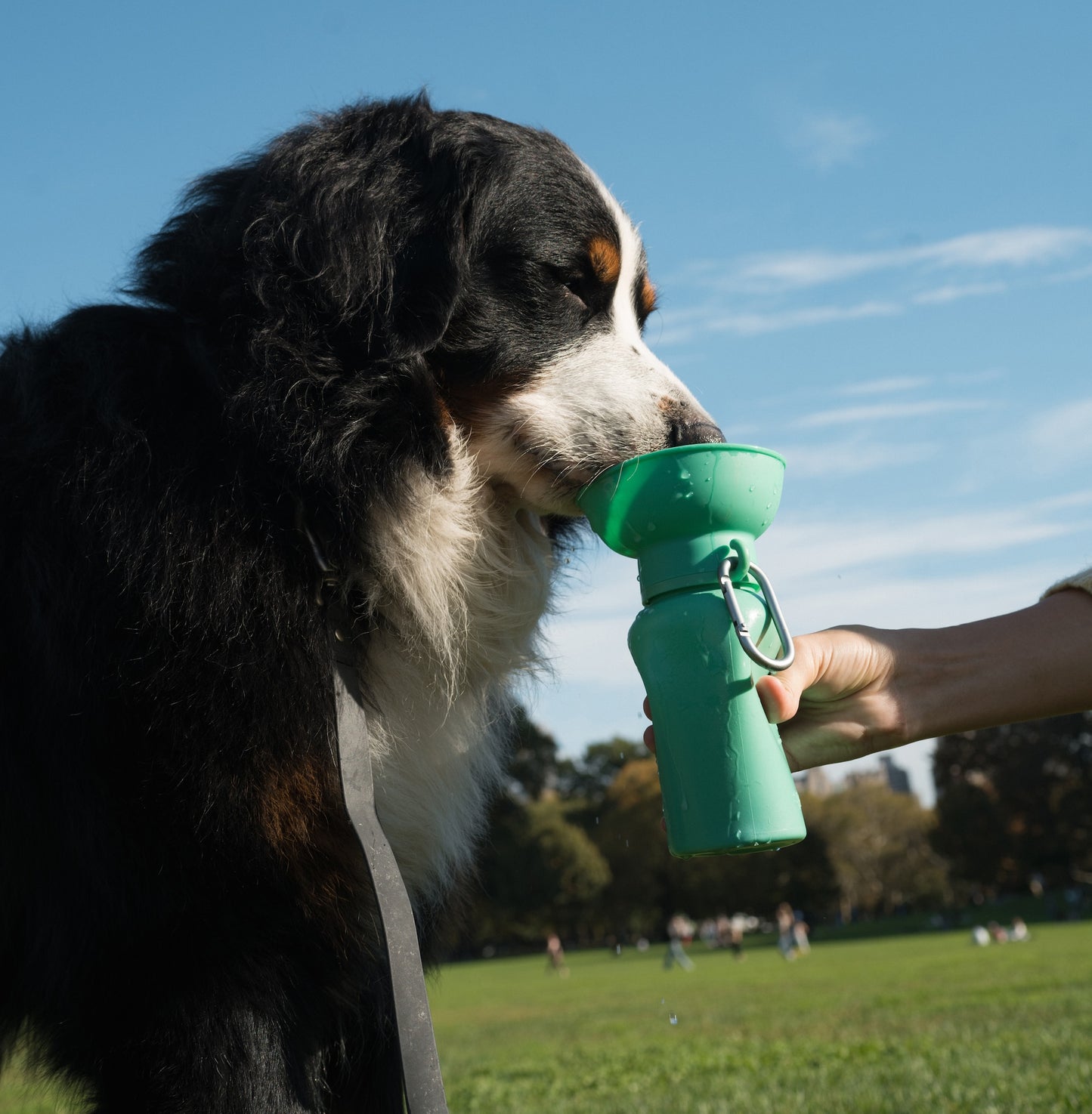 New MIXED Flip Dog Travel Water Bottle (Case of 12)