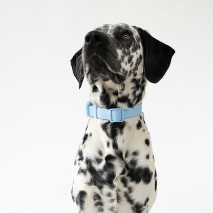 Dog Collar MIXED (Case of 4)