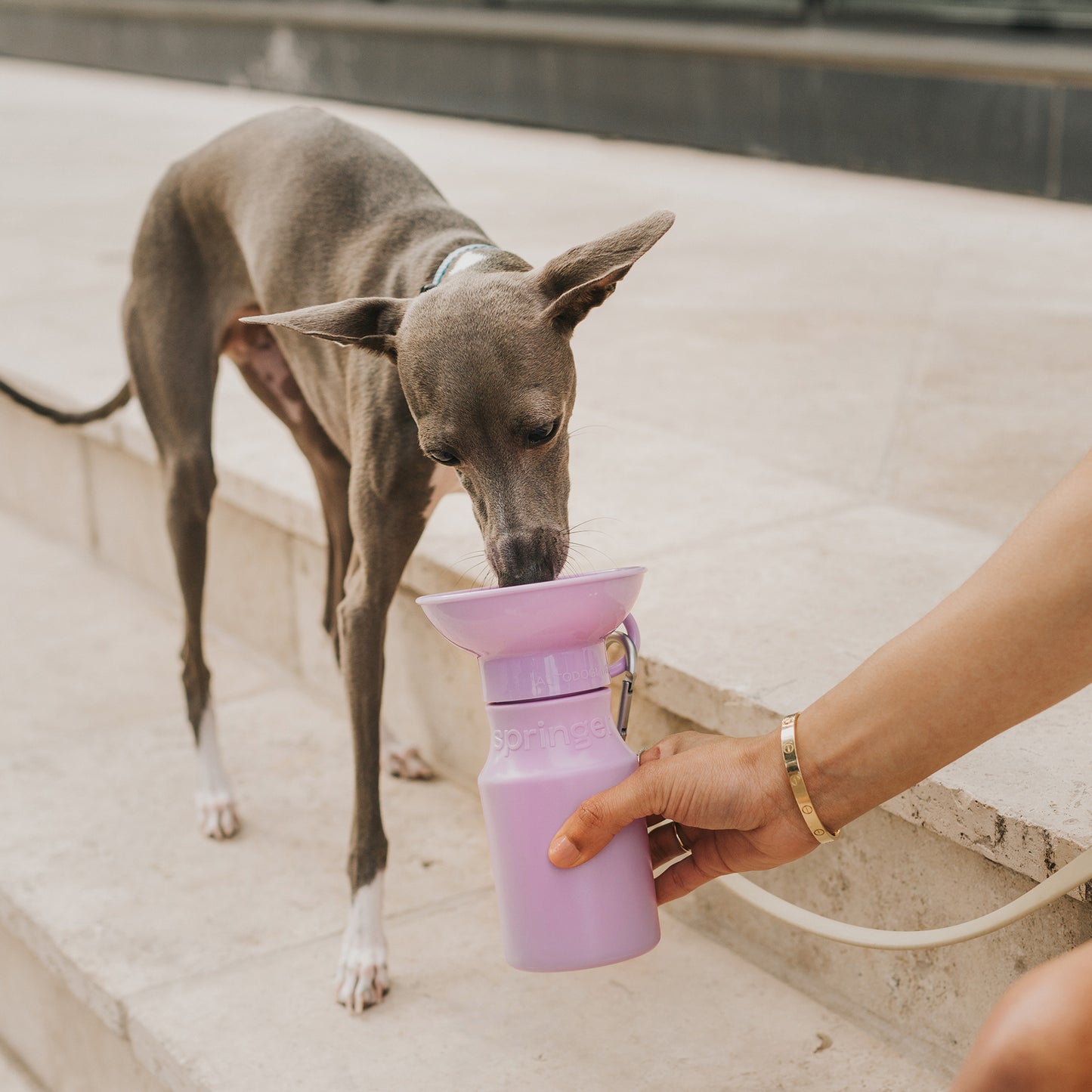 Mini Dog Water Travel Bottle MIXED (Case of 12)